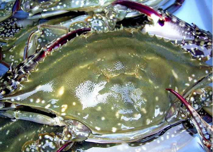 身入り抜群！＜生＞ワタリガニ約１ｋｇ(４-５尾）