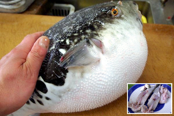 とらふぐ1尾 活き〆身欠き(みがき) 1キロ物