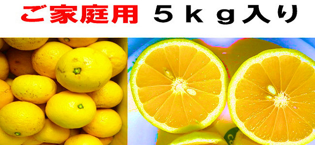 高知県特産　小夏5kg（35玉前後）プレゼント！