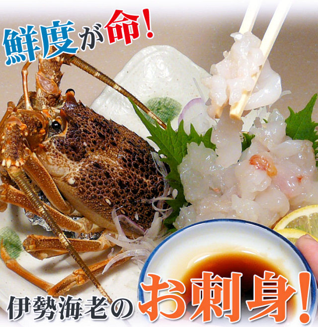 お刺身用「伊勢エビ2尾セット」をプレゼント！