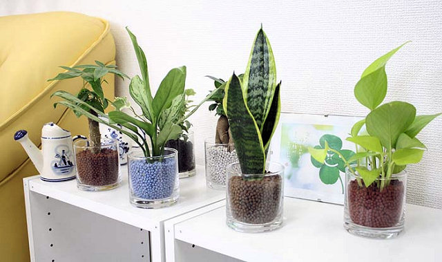 ミニ観葉植物3鉢セットをプレゼント！