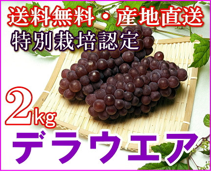 山形県産ブドウ「デラウエア」家庭用2kgをプレゼント