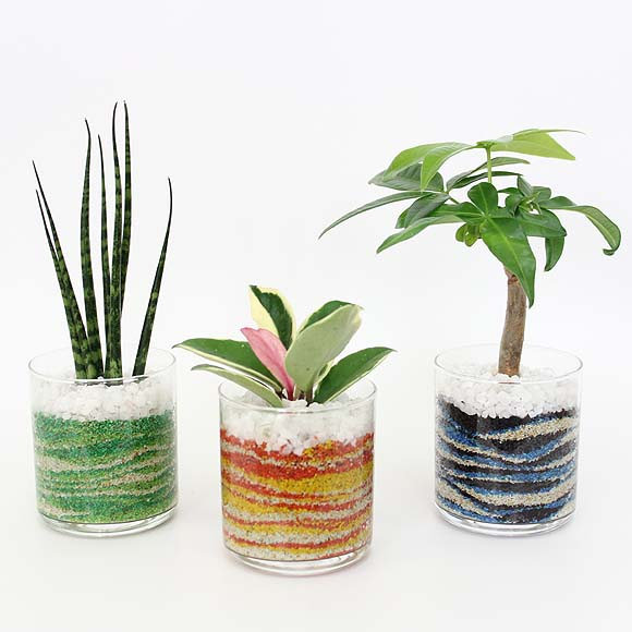カラーサンド植え ミニ観葉植物 ガラス容器 3鉢セットをプレゼント！