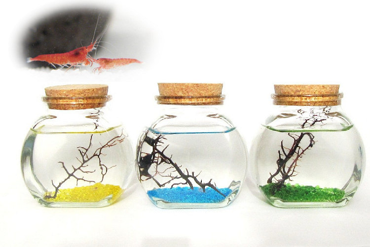 癒しエビ/ピクシーシュリンプ（大瓶ビーズ）をプレゼント！