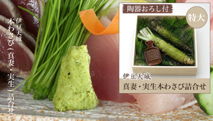 本わさび2本詰合せ 陶器おろし付き≪特大≫ペアでプレゼント！