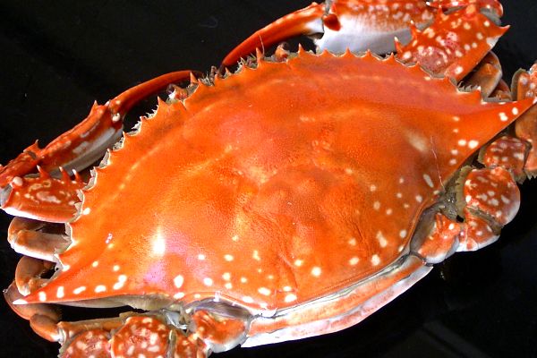 蒸ワタリ蟹（４－６尾）ペアでプレゼント！